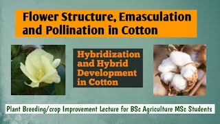 flower structure emasculation and hybridization in cotton [upl. by Atiz]