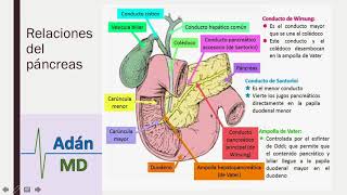 Anatomía y Fisiología del Sistema Digestivo parte 3 [upl. by Breban549]