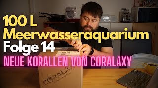 Meerwasseraquarium 100 L  Folge 14  neue Korallen von Coralaxy  coralaxy [upl. by Nyad810]