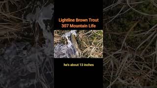 lightline browntrout mountainlife 307 wyominglife [upl. by Lawson389]