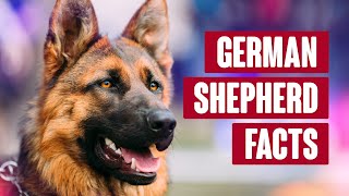 German Shepherd Everything You Need to Know [upl. by Eiltan]