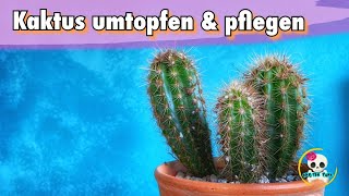 Zimmerpflanzen Kaktus 🌵 Kaktus umtopfen amp pflegen Kakteen pflegen [upl. by Kaplan749]