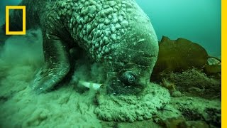 A Close Encounter With a Walrus  National Geographic [upl. by Fachanan]