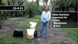 Recommended Fertilizers for Palms [upl. by Kennith]