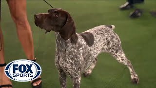 German Shorthaired Pointer  Top 10 Facts [upl. by Rakabuba804]