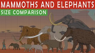 MAMMOTHS AND ELEPHANTS SIZE COMPARiSON  Living and Extinct [upl. by Enived]