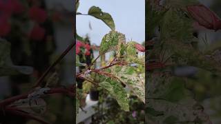 How to Get Rid of Mealybugs Naturally gardening mealybugs plants [upl. by Yur]