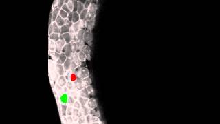 Paraxial mesendoderm progenitor cell ingression at the onset of gastrulation in zebrafish [upl. by Artied830]