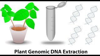 Plant genomic DNA extraction [upl. by Rubina488]