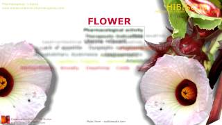 Hibiscus benefits roselle Hibiscus sabdariffa plant Benefits of flowers [upl. by Kreitman]