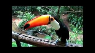 Increible Tucan que habla [upl. by Ahtaga709]