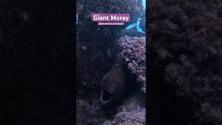 Largest Moray Eel in the World  Giant Moray shorts nature ocean eel morayeel [upl. by Crosse]