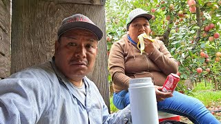 Comiendo en el trabajo tacos de frijoles así es como trabajamos en la cosecha de manzana [upl. by Patricio152]