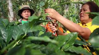 Arabica Coffee Rooted Cuttings as Planting Materials in the Highlands [upl. by Trudey]