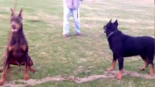 Beauceron and Doberman Playing [upl. by Carmelle]