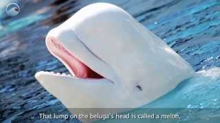 Las ballenas beluga en el hielo [upl. by Lidaa]