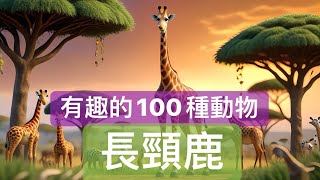 【貓喵說故事】：有趣的100種動物7長頸鹿｜兒童睡前故事｜親子故事｜童話故事｜心靈雞湯｜有趣的動物 [upl. by Forsyth642]