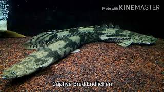 Saddled bichir Polypterus endlicheri endlicherSpecies Spotlight MONSTER edition [upl. by Ennaylloh]