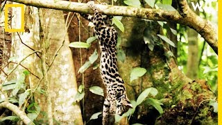 Le margay un félin acrobate dans les arbres [upl. by Drahnreb397]