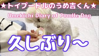 久しぶり〜 ★トイプードルのうめ吉くん1107日目★Umekichi Diary of Poodle Dog [upl. by Nnairret]