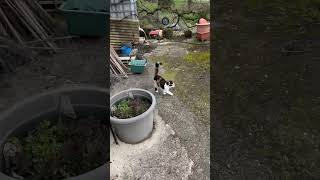 Chatons Mignons Qui Miaule COMPILATION [upl. by Vincenty797]