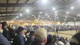 95k Percheron Gelding at Topeka fall sale [upl. by Mahan710]