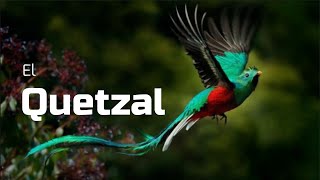 🟢TODO SOBRE EL QUETZAL [upl. by Oihsoy]