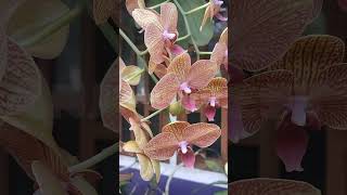 anjusnest phalnopsis orchidtrips orchidcare flowers naturesorchid plants garden [upl. by Atsylac]