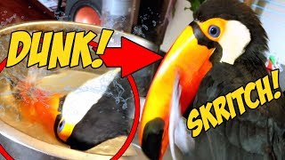 How a Toucan Cleans its MASSIVE Beak Dunkscratchdunkscratch Basically Toucan Beat Boxing🤣 [upl. by Nangem423]