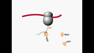 Chaperone Mediated Folding [upl. by Surbeck12]