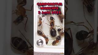 Camponotus Nigriceps [upl. by Anola763]