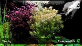 Rotala rotundifolia [upl. by Rimat661]