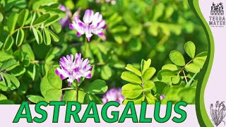 ASTRAGALUS Information Description amp More Astragalus propinquus [upl. by Prospero939]