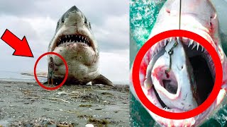 They Cut Open the Largest Great White Shark Ever Caught – What They Found Inside Will Shock You [upl. by Minoru]