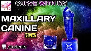 Maxillary Canine Carving  how to carve maxillary canine  easy  tutorial  Bds  MS [upl. by Malachi234]