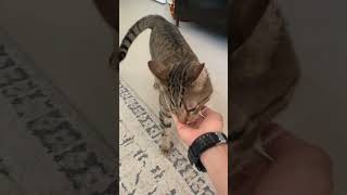 Habituer son chat pour quil vienne lorsquon lappel [upl. by Sankaran]