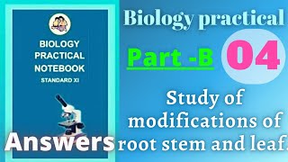 Study of modifications of root stem and leaf biology practical class 11 experiment 4 part b answers [upl. by Anglim740]