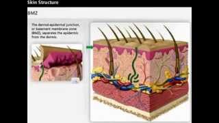 Skin Anatomy  Dermis amp Epidermis  Wound Care [upl. by Melisa517]