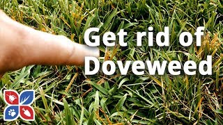 How to Get Rid of Doveweed  Lawn Care Tips  DoMyOwncom [upl. by Camella117]