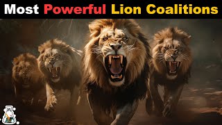 6 Most Powerful Lion Coalitions That Ever Lived [upl. by Elocim943]