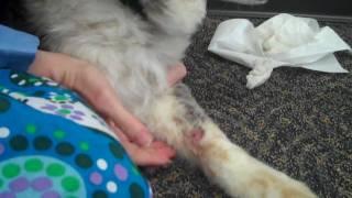 How to Deal With a Hot Spot on Your Dog [upl. by Elburr]