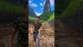 Beautiful Landscape of Sugarcane Farm with Rural Farmer 👍 shorts satisfying youtubeshorts [upl. by Nwahsel484]