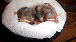 Baby Cardinal Birds growing up [upl. by Sllew495]