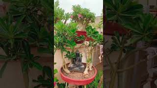 Adenium collection Akshar Plants amp Planters [upl. by Frager]