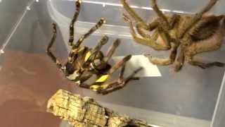 Poecilotheria ornata Verpaarung mating [upl. by Bradman]