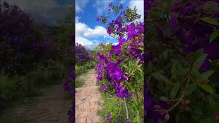 Biggest Melastoma Plant in Munnar 😍 ytshort melastoma floweringplant [upl. by Ecinnahs]