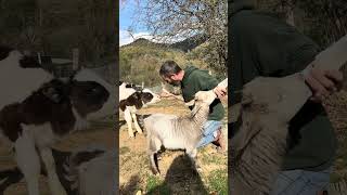 Enzo y Francesca tomando el biberón ❤️ [upl. by Johns]