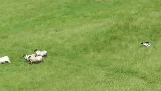 Lot33 FAENOR MEG 3724 FARMERS MARTS DOLGELLAU ONLINE SHEEPDOG SALE [upl. by Bigod]