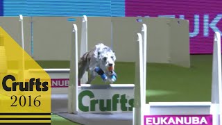 Flyball  Team  Quarter Finals  Crufts 2016 [upl. by Durrell]