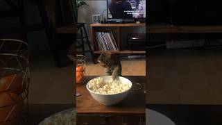 Never Seen a Cat Eat Popcorn 🍿 [upl. by Bury]